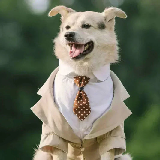 Dog Wedding Suit