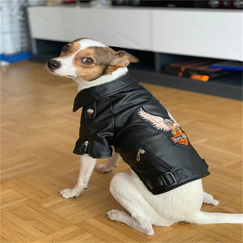 Pet rider costume