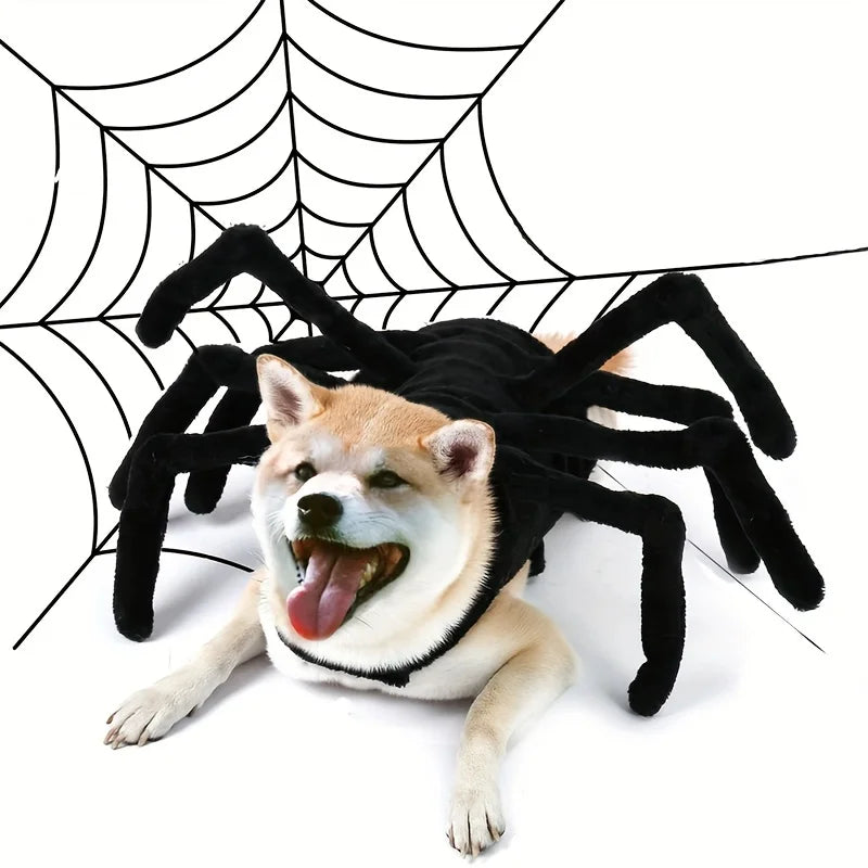 Halloween Spider costume