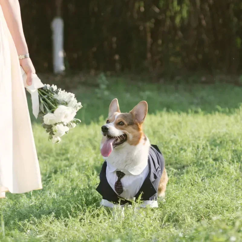 Dog Wedding Suit